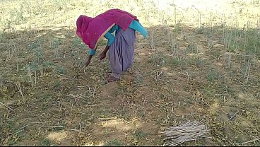 Desi Indian Boyfriend Ngewein Ceweknya Yang Lagi Kerja Di Sawah, Crot Di Dalem